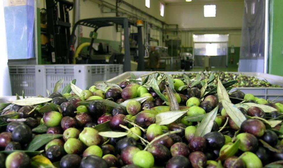 Al Frantoio si festeggia l’olio novo 