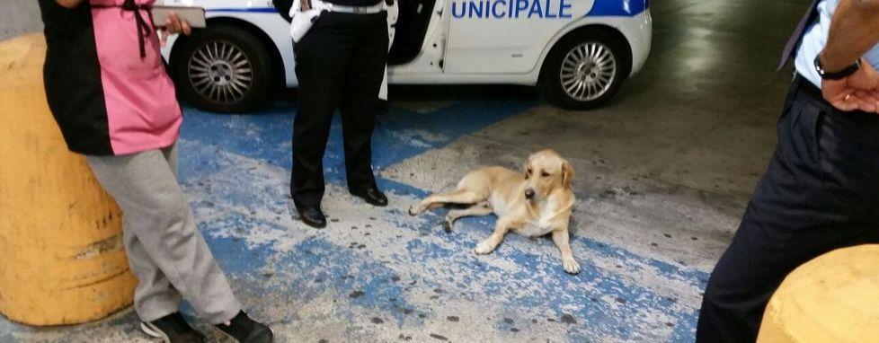 Sassari, dopo un anno il cane perduto riappare 