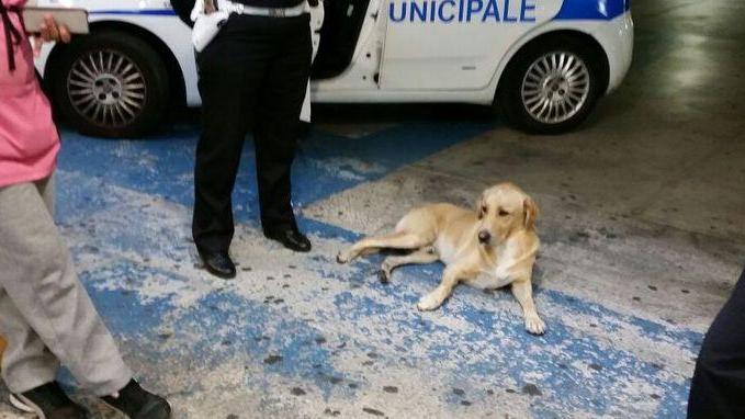 Sassari, dopo un anno il cane perduto riappare