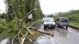 Alberi caduti (foto d'archivio)