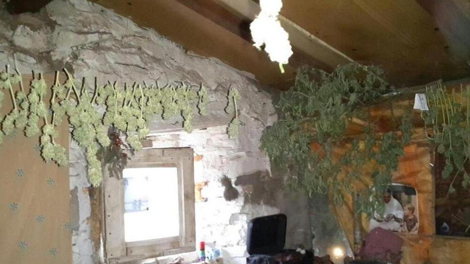 Scoperta una piantagione di marijuana