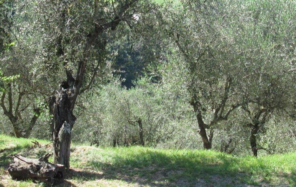 Trekking storico-culturale con “Camminando tra gli olivi”