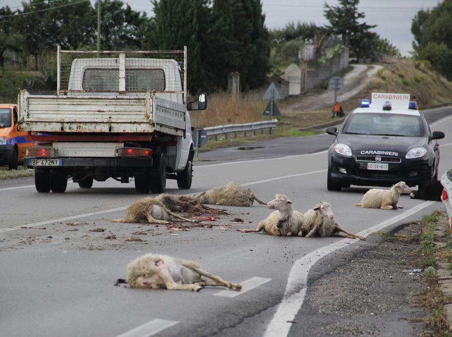 Silanus, auto investe un gregge di pecore 