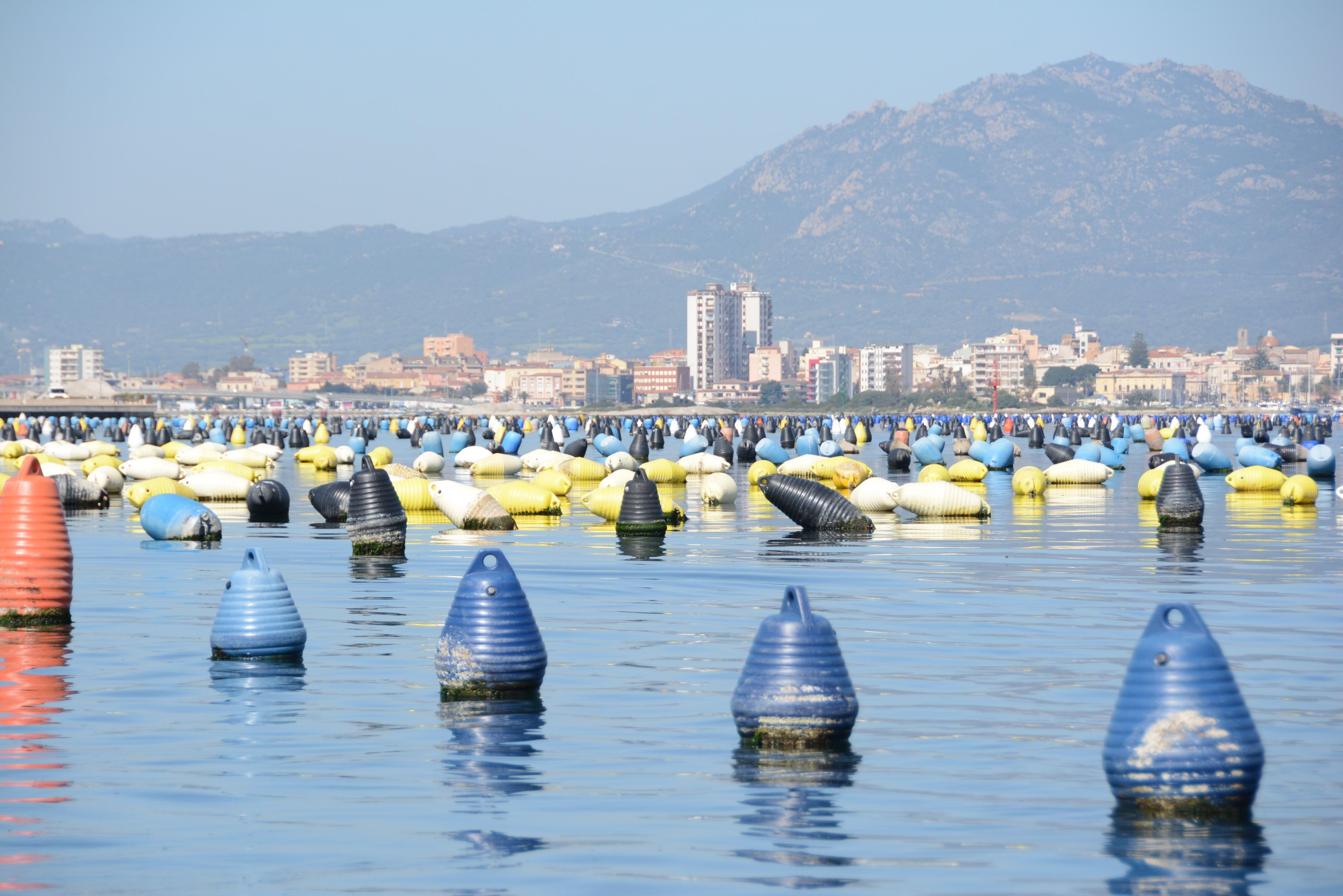 Allevamenti di cozze nel golfo di Olbia