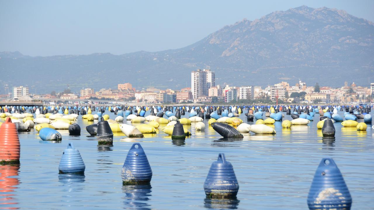 Allevamenti di cozze nel golfo di Olbia