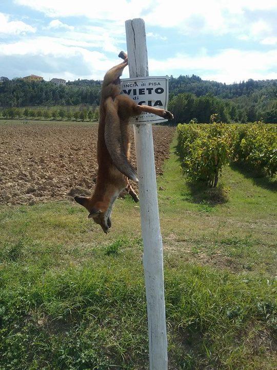 La volpe uccisa e appesa al cartello del divieto di caccia