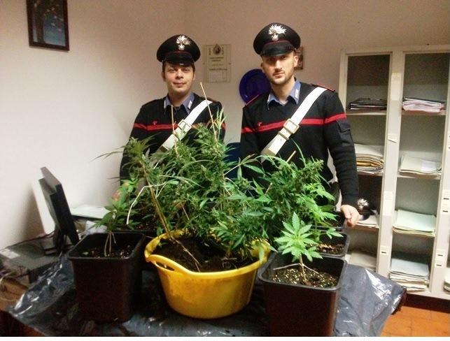 Coltivava marijuana vicino al caseificio abbandonato