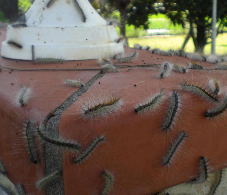 Infestazione di bruchi anche nelle scuole