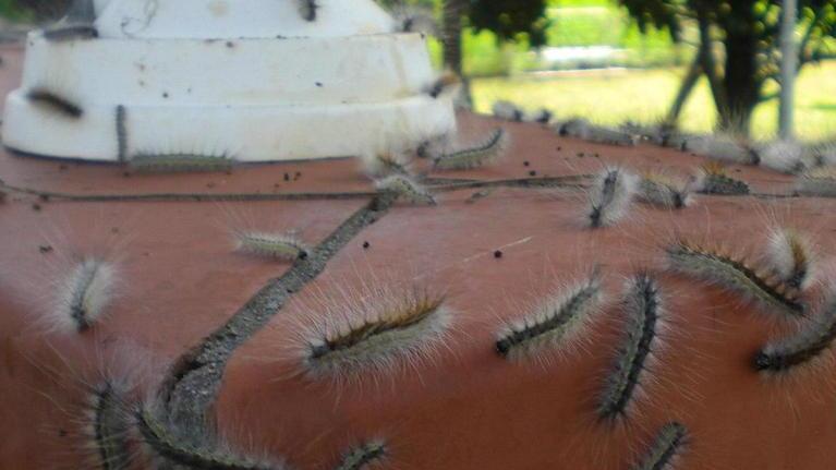 Infestazione di bruchi anche nelle scuole