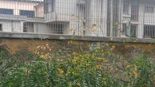 Lo scirocco sradica un’acacia