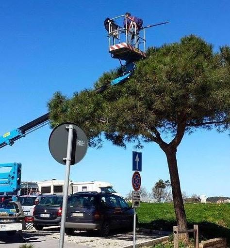 Partono gli interventi contro le processionarie