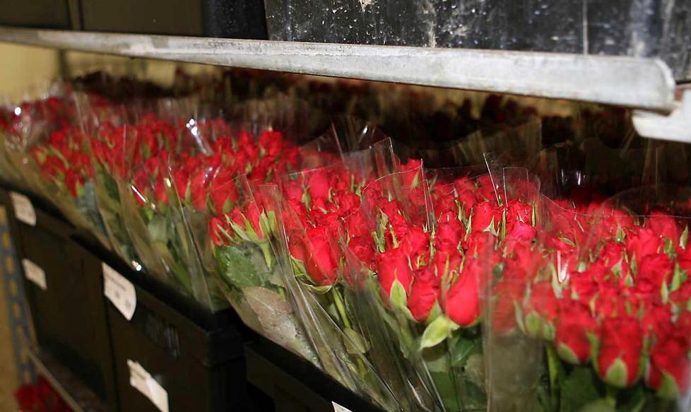 È la rosa il fiore più venduto nel 2015 