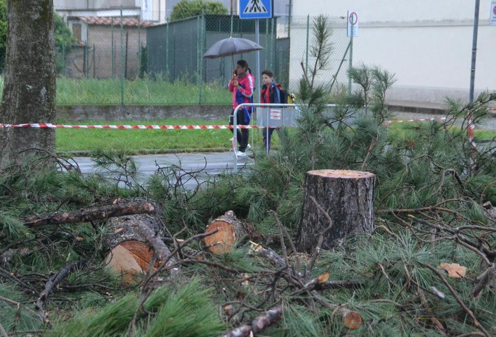 Protesta per il taglio degli alberi 