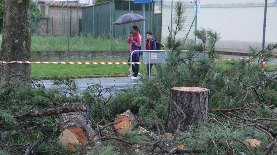 Protesta per il taglio degli alberi