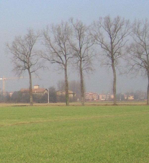 Querce, il Comune ferma gli abbattimenti