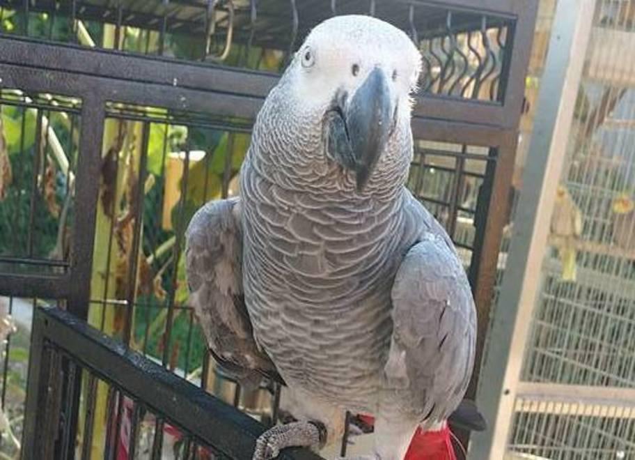 Appello per un pappagallo scappato