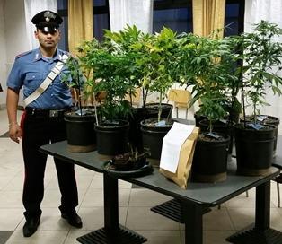 A Lido Estensi una serra con venti piantine di marijuana