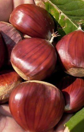 Castagne: passato il cinipide è incubo muffa 