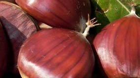 Castagne: passato il cinipide è incubo muffa