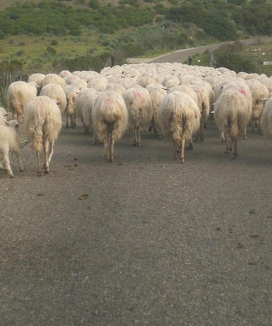 Una strada invasa da animali vaganti: “129” ad alto rischio 
