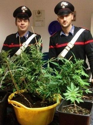 Dieci piante di marijuana scoperte in una ex porcilaia
