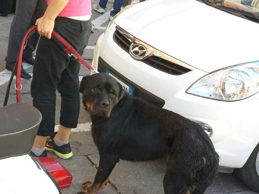 La Maddalena, bimba di tre anni azzannata da un rottweiler 