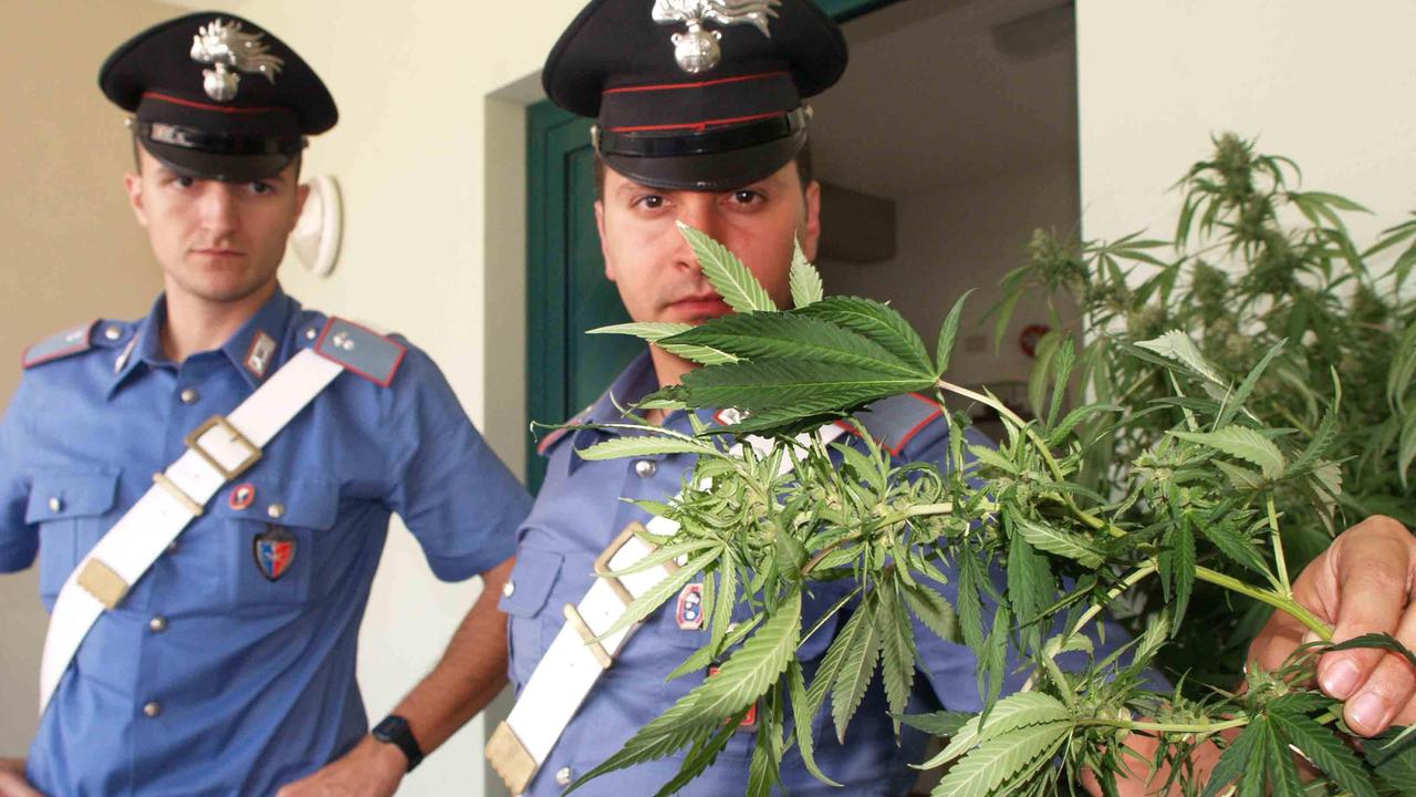 I carabinieri mostrano una pianta di cannabis sequestrata (foto di repertorio)