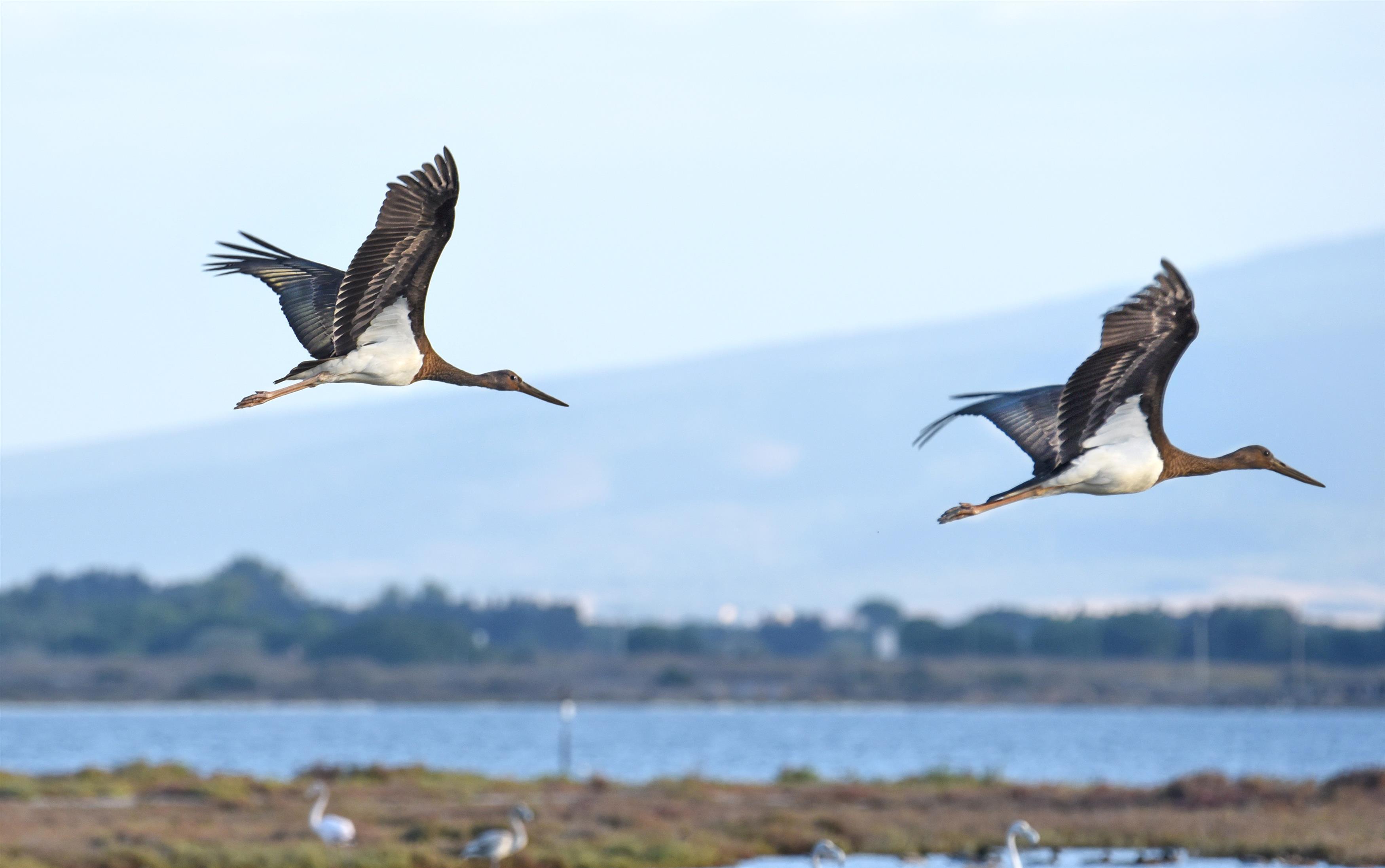 Le cicogne nere in volo