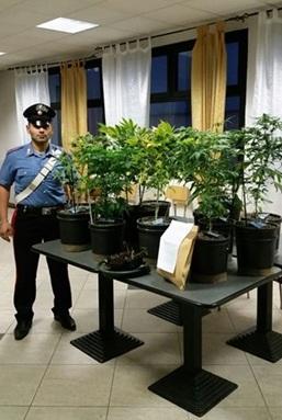 Venti piante di marijuana in casa 