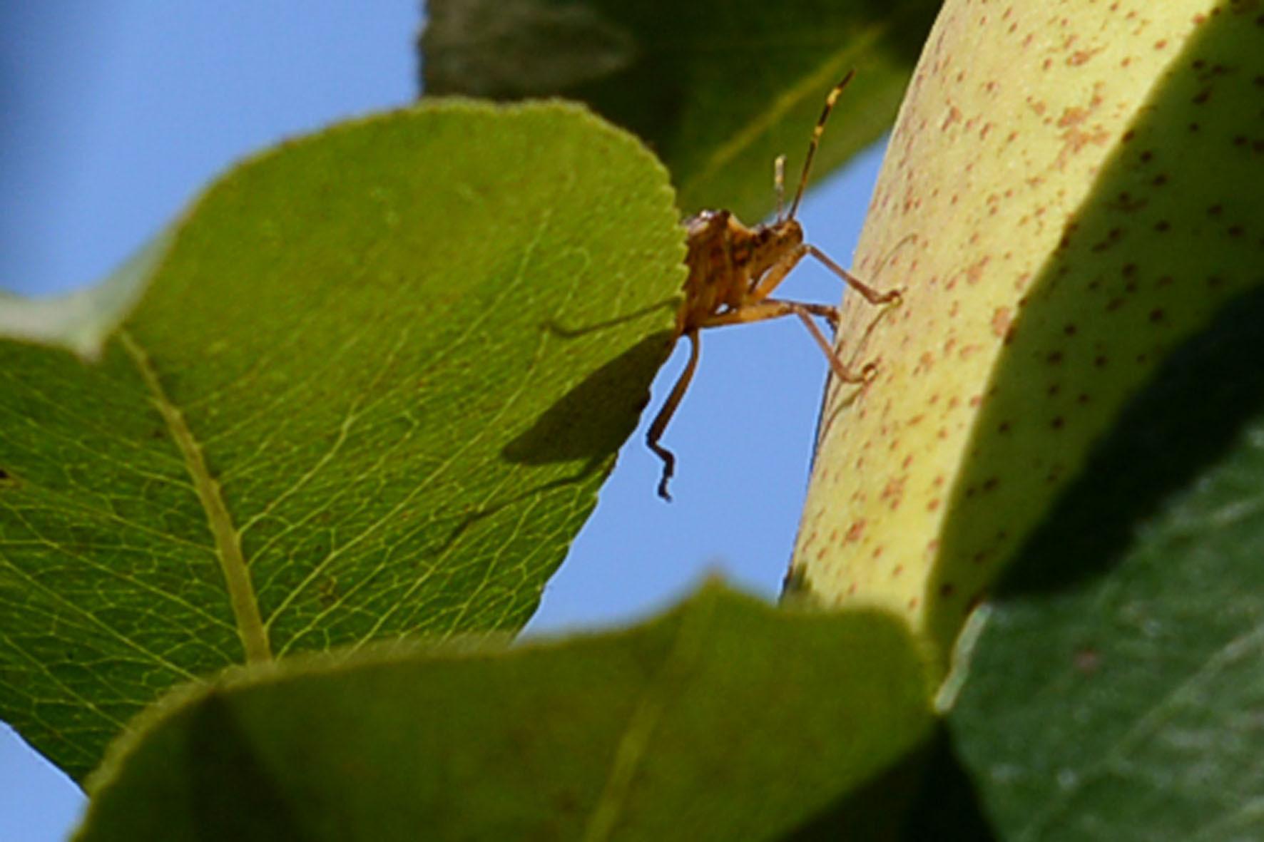 Halyomorpha halys: scatta “Sos cimici” anche per i cittadini 
