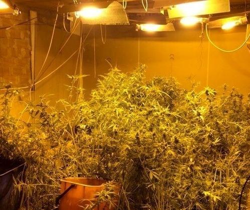 Coltivava cannabis in cantina 