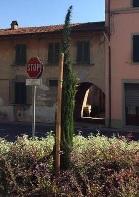 «Dipinto con lo spray il cipresso secco»