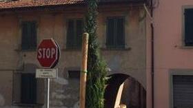 «Dipinto con lo spray il cipresso secco»