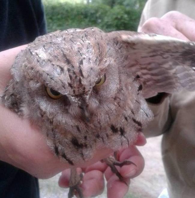Un piccolo rapace salvato dall’Enpa