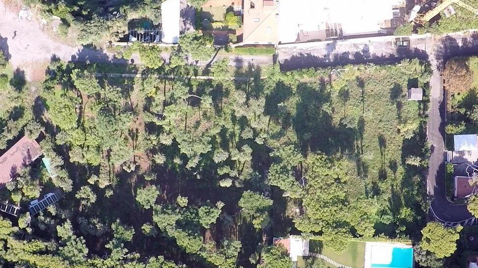 Villa Godilonda, guerra sul taglio dei pini