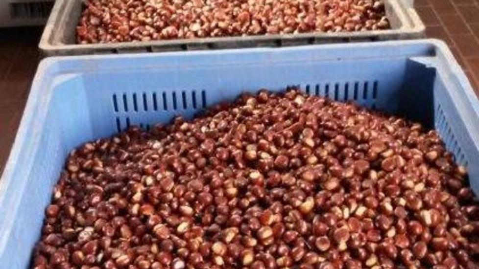 Castagne con la muffa Prezzi all’ingrosso ko