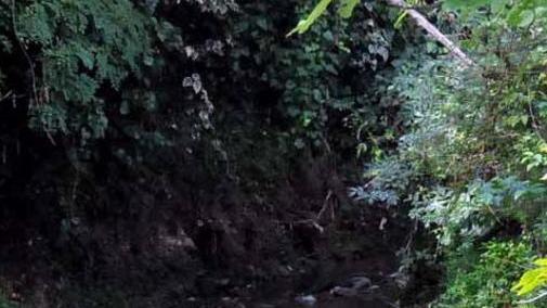 «Ma le piante ci salvano dai pericoli»