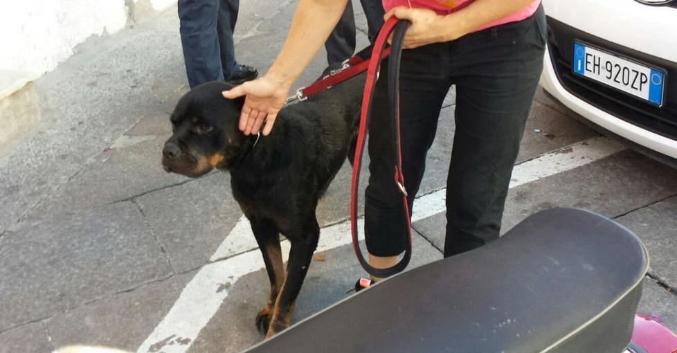 Bimba morsa dal cane, web diviso 