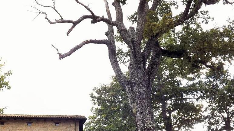 La quercia secolare sarà salvata