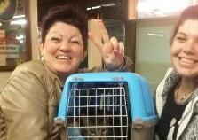 Alghero, i 24 gattini A-mici di Matisse sono nelle loro case di Milano 