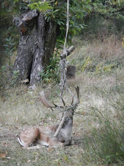 Montecreto, volontari salvano daino intrappolato nell'altalena