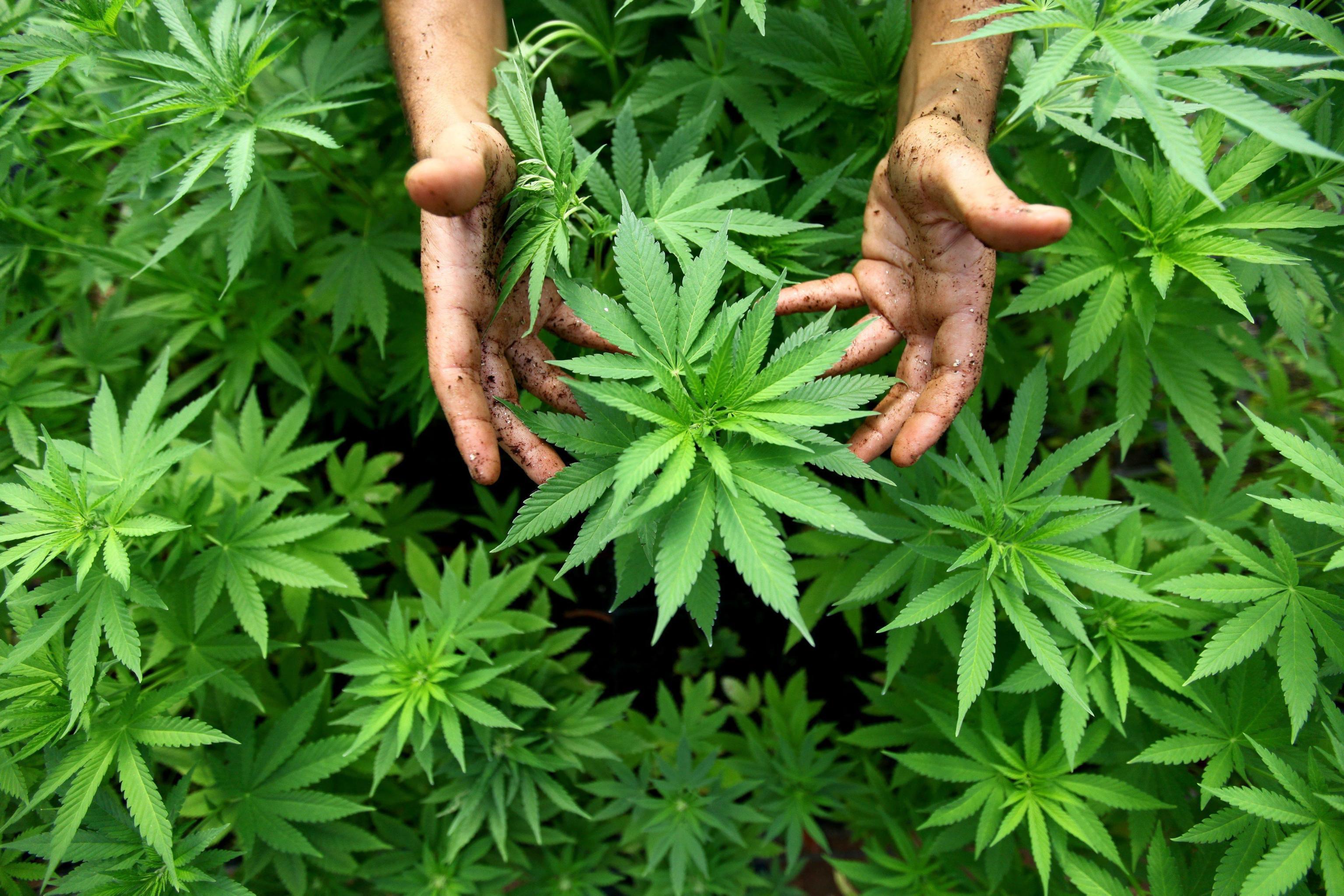 Piante di marijuana