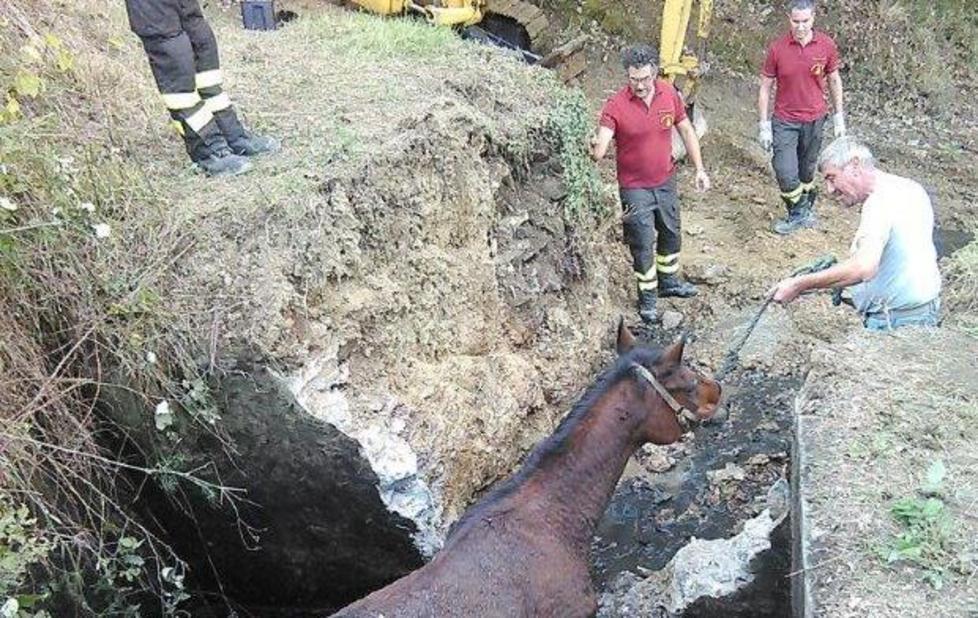 Cavalla salvata dai vigili del fuoco 