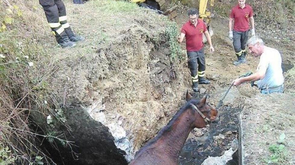 Cavalla salvata dai vigili del fuoco