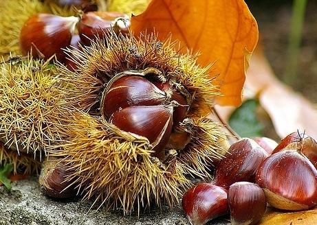 Castagne, l’Amiata si fa in otto 