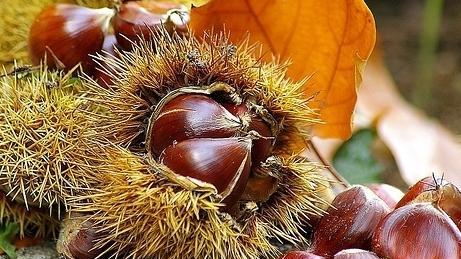 Castagne, l’Amiata si fa in otto