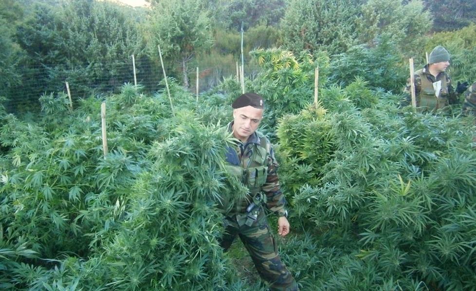 Piantagione di marijuana nascosta nella vegetazione 