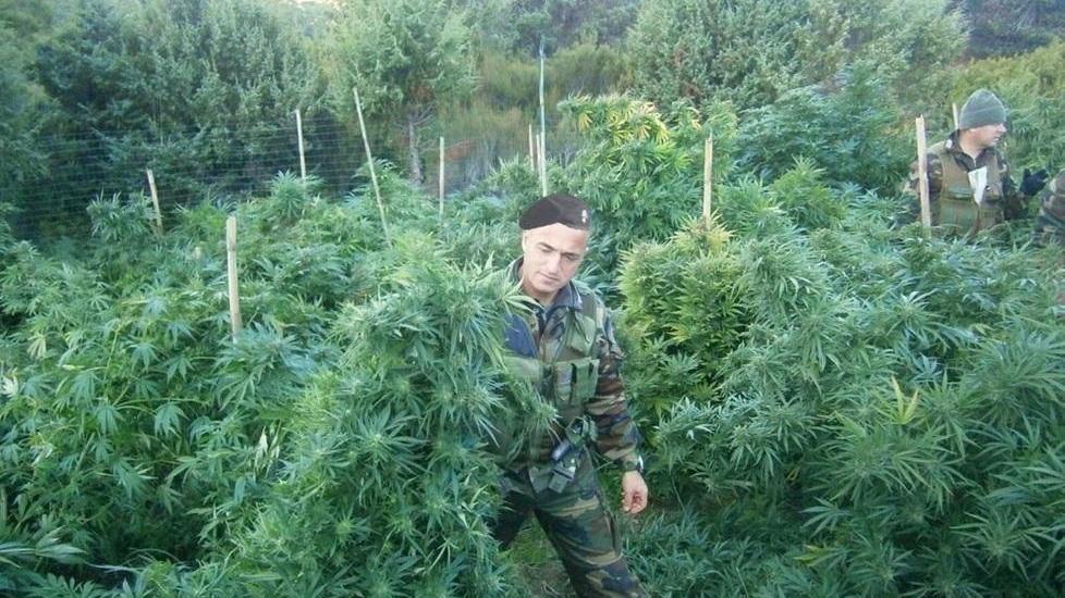 Piantagione di marijuana nascosta nella vegetazione 
