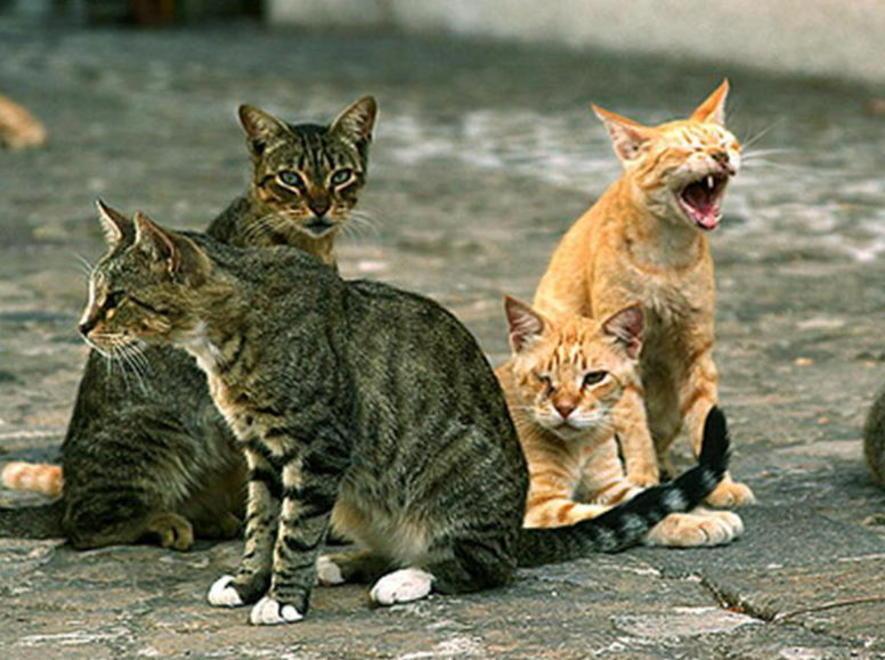 Teneva reclusi in casa ventisei gatti: condannata 