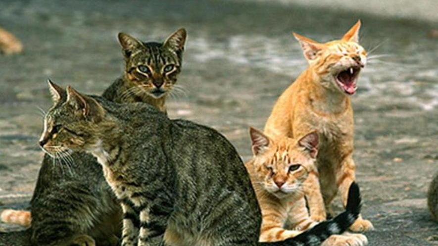 Teneva reclusi in casa ventisei gatti: condannata
